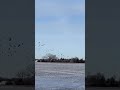 Goose hunting | Geese shooting | #goosehunting #hunting #viral