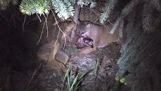 Cougar vs. wolf: Predators' battle caught on camera in B.C.