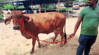 जयपुर हटवारा पशु मंडी II Jaipur Hatwara Cattle Market II Jaipur Rajasthan