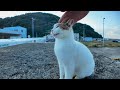 防波堤の上の猫ちゃん、会うと必ず挨拶してきてカワイイ