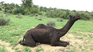 full black camel my farm | الجمل الأسود الكامل مزرعتي