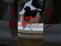 🐾尿閉チャップ再閉😢2023年10月19日