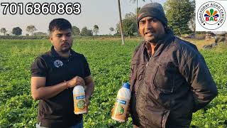 बिना रासायनिक खाद आलू ऐसे उगाएं | Organic Food | Chemical Free| आलू की आधुनिक खेती Without DAP, Urea