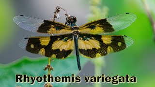 Rhyothemis variegata is species of  dragonfly of the family Libellulidae.