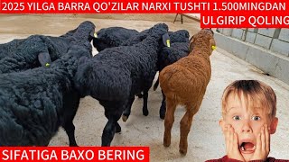 2025 YILGA BARRA QO'ZINI NARXI TUSHTI 1MLN 500MINGDAN SHOSHILING