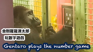 銀背源太郎玩數字遊戲(今天滿13歲囉)Gentaro plays the number game(today is 13th birthday)#金剛猩猩 #gorilla