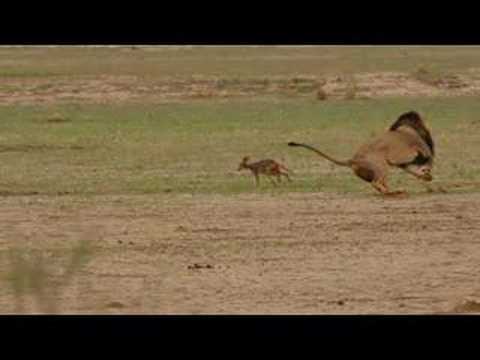 Encounter of lions and jackals in the Kalahari (Khalagadi)