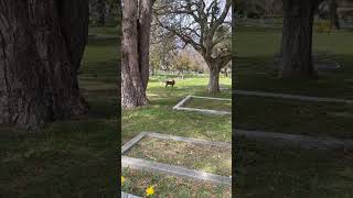 Deer in Ross Bay Cemetery