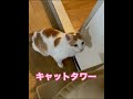 失敗して文句を言う猫🐈