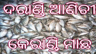 Darandi Anichi Kerandi Machha//Kerandi fish#sorodo