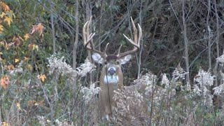 Illinois Public Land-Southern Illinois Giant Buck