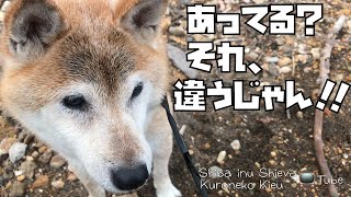 [犬 遊び] 「犬 もってこい」まるで無視で持ってこない…柴犬おもしろ犬動画・”犬の泳ぎの練習”のあとの”犬 遊び”⛺️犬.ペットOKキャンプ場、北海道洞爺湖 グリーンステイ洞爺湖キャンプ場にて