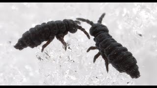 Michigan Snow Fleas / Springtails