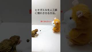 ヒキガエルはこうやったら人工餌食べます。