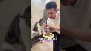 养了只粘人的猫后你会发现... 蓝氏烘焙猫粮加菲万物可爱计划猫猫过节八方来贺