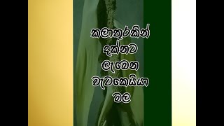 කලාතුරකින්  පිපෙන  වැටකෙයියා  මල