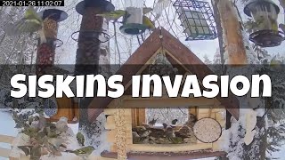 Siskins Invasion in Bird Feeder