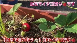 【お家で過ごそう🏠】庭でイチゴ狩り🍓