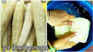 तुरई से नहानेवाला लूफा कैसे बनाते हैं | How to Make Loofah from Sponge Gourd / Lufah Gourd