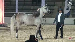 13th AHO Breeders' Championship Egypt 2024   Class 2B