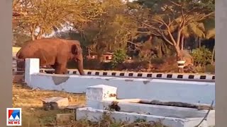 രാവെന്നോ പകലെന്നോ ഇല്ല; കണ്ണിൽ കണ്ടതെല്ലാം നശിപ്പിച്ച് കാട്ടാന; ദുരിതം | Wild elephant attack