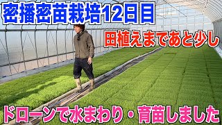 【密苗栽培】密播・密苗栽培は順調です！田植えまでもう少し 30代米作り奮闘記#197