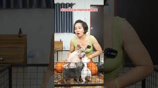 ชอบไอ้อ้วงตรงไหน   #มาอุดมฟาร์ม  #pets #มาอุดมสไตล์ #funny #frenchie