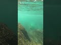 gopro沈めてみると　 アクションカメラ　 水中撮影