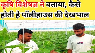 पॉलीहाउस में खीरे की खेती/polyhouse farming in India/polyhouse me kheera ki kheti#Farmerfirst