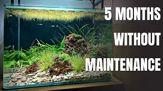 THE EASIEST AQUASCAPE I'VE EVER MADE! (Low-tech No Co2 Planted Tank)