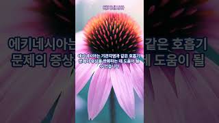 에키네시아(echinacea)는 감기, 기관지염, 인후염과 같은 호흡기 문제의 증상을 완화하는 데 도움이 될 수 있습니다.