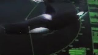 Killer Whales and Sonar Tracking | BBC Studios