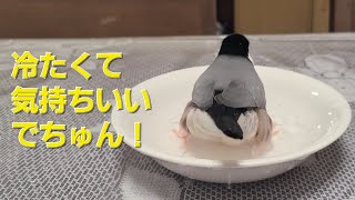 【文鳥】膝でダンスしたあと、お皿で初めて水浴びするさくちゃんが可愛すぎる♡　～桜文鳥のさくちゃんの日常～　java sparrow