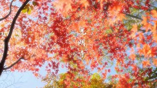 光明寺 京都の紅葉 Autumn colored leaves of the Japan Kyoto Komyo-ji Temple[HD]