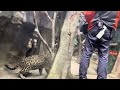 ソルくんオヤツ オニク です😊♪ ジャガー🐆　那須どうぶつ王国にて　2024年12月15日