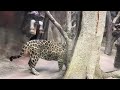 ソルくんオヤツ オニク です😊♪ ジャガー🐆　那須どうぶつ王国にて　2024年12月15日