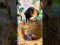 mother bird feeding babies wildlife nature