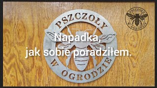 Pszczoły w ogrodzie. Napadka, jak sobie poradziłem.