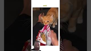 Prvnci transformed into kittyo and wants hooman to share he got munchies