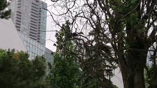 A  Squirrel Jump from one tree to another tree(一只松鼠从一颗树跳到了另外一颗树)