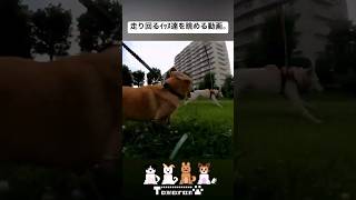 仲良しｲｯﾇ達を眺める動画。 #雑種犬 #保護犬 #コーギー #子犬 #犬のいる暮らし #gopro #dog #dogshorts