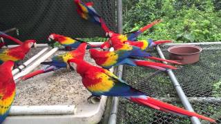 Guacamayas libres