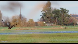 European Marsh Harrier, possible dark morph