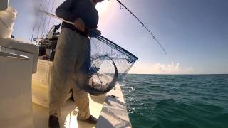 Meg's baby bonnethead