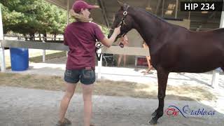 Hip 234, Lexington Selected Pre-Sale 2019, TheStable.ca