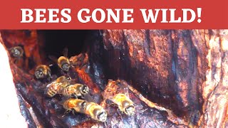 How do insects survive winter? + inside a feral bee hive!