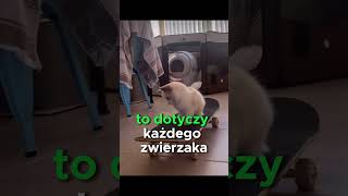 Nigdy nie wypowiadaj tych słów przy swoim zwierzaku😨