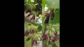 天鹅绒豆/ 刺毛黧豆/虎爪豆/富貴豆/发痒豆/ chiporro bean/Mucuna pruriens