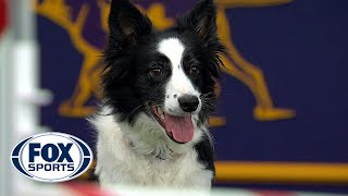 Watch Fame(US) win the 2018 Masters Agility Championship | FOX SPORTS