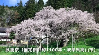 臥龍桜（推定樹齢約１１００年）